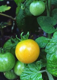 Close-up of fruits on tree