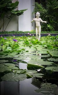 Statue of water lily in lake