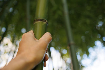 Hand holding bamboo plant in closeup with details