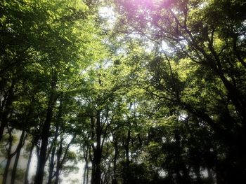 Low angle view of trees in forest