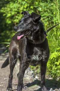 Black dog looking away