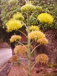 Close-up of yellow flowers