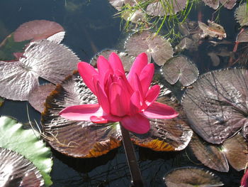 High angle view of lotus water lily blooming outdoors