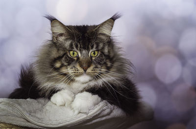 Portrait of cat relaxing outdoors