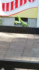 High angle view of insect on street