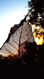 Low angle view of silhouette tree against sky