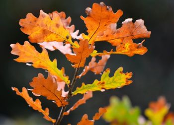 Close-up of maple leaves