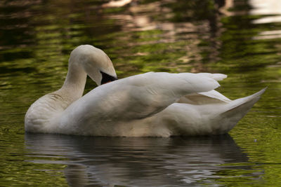Swan floating on lake