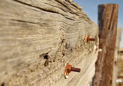 Old rusty bolts protruding on wooden planks