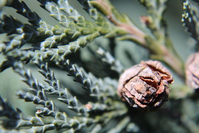 Close up of leaf