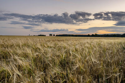 Scenic view of wheat field against sky