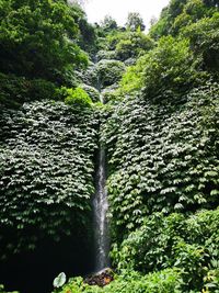 Scenic view of waterfall in forest