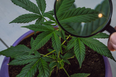 Close-up of potted plant