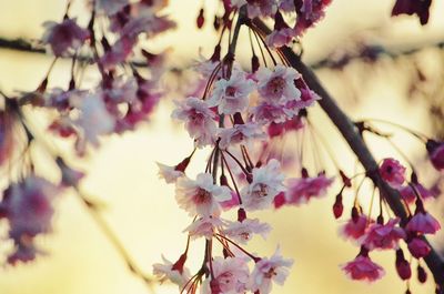 Close-up of pink cherry blossoms in spring