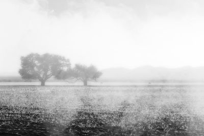 Trees on field by lake against sky