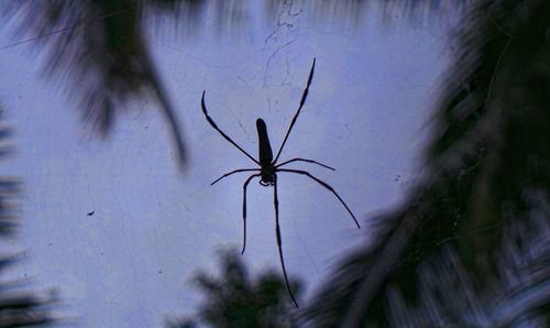 Close-up of spider on plant