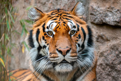 Close-up portrait of a tiger