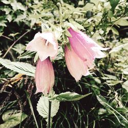 Close-up of pink flower