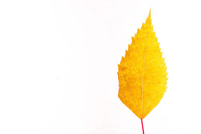 Close-up of yellow leaf on white background