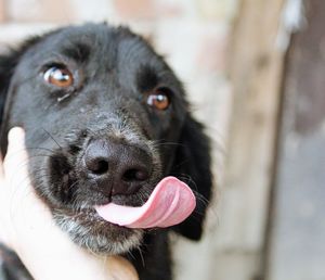 Close-up portrait of a dog