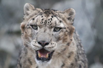 Close-up portrait of a cat