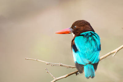 bird