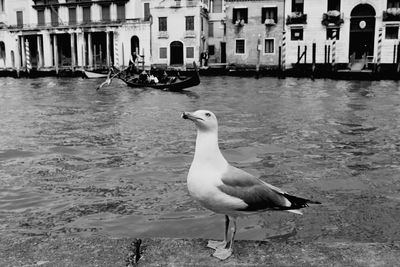 Seagull on sea shore