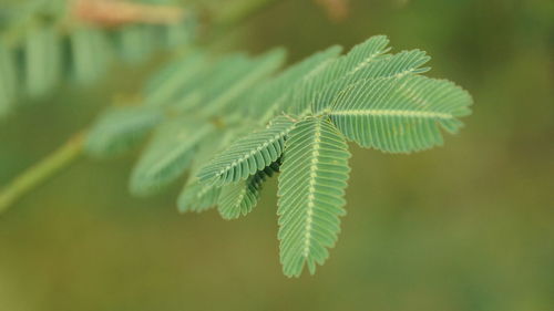 Close-up of fern leaves