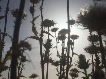 Low angle view of silhouette palm trees against sky