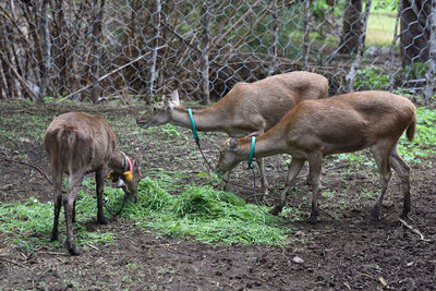 Deer stands on the ground in breeding farm