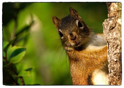 Close-up of squirrel