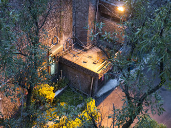High angle view of yellow trees by plants in forest