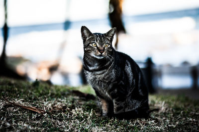 Portrait of cat sitting on grass