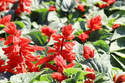 Red salvia flowers in garden, salvia splendens
