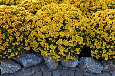 High angle view of yellow flowering plants