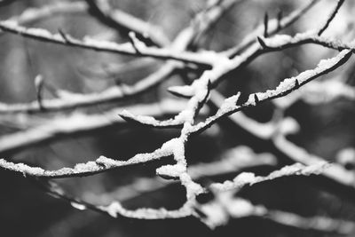 Close-up of frozen plant