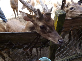 Close-up of deer