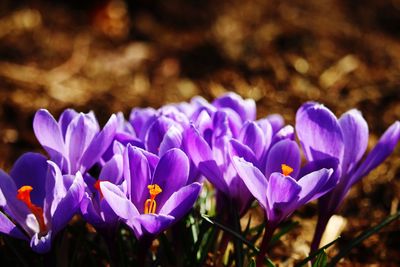Close-up of purple crocus blooming on field