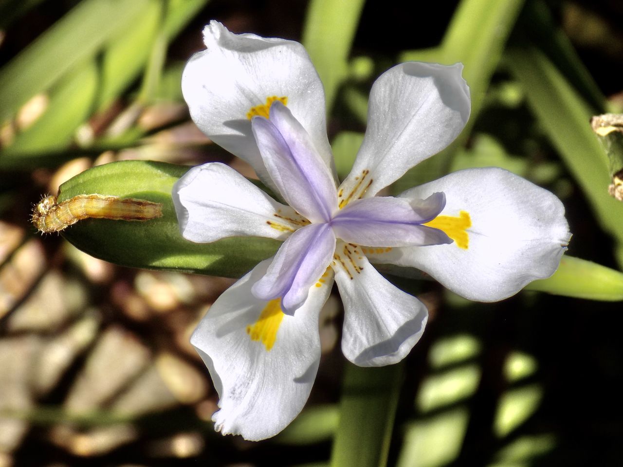 CLOSE UP OF WHITE FLOWER