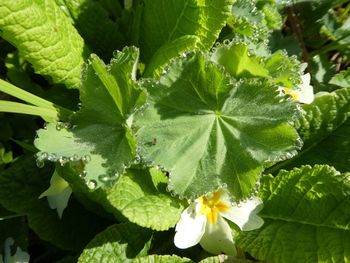 Close-up of fresh green plants