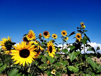 Close-up of yellow flowering plants against clear blue sky