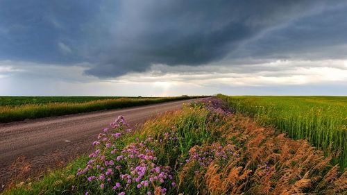 Scenic view of field against sky