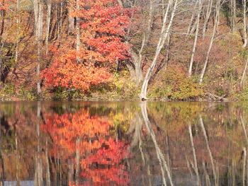 Reflection of trees in water