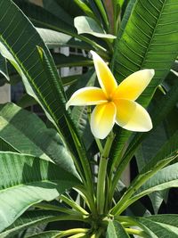 Close-up of frangipani blooming outdoors