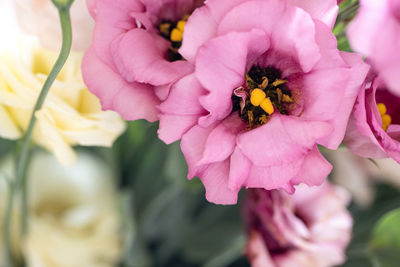 Summer floral blurry background. bouquet of beautiful eustoma. soft selective focus. for design