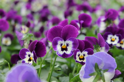 Scenic view of pansies blooming on field