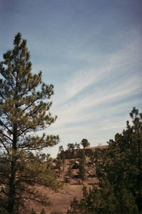 Low angle view of trees against sky