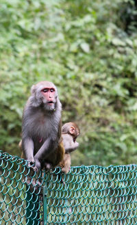 Monkey sitting on a wall