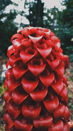 Close-up of red flowering plant