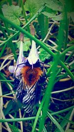 Close-up of bee on flower